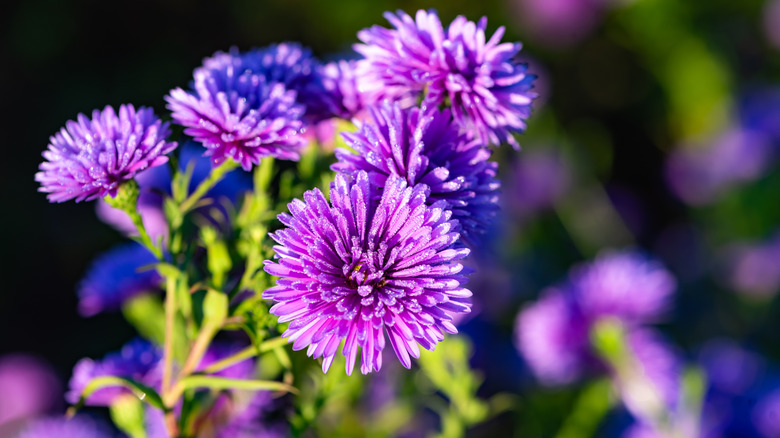 Closeup of purple garden phlox blooms