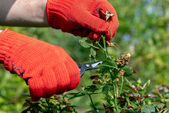 gardener in red gloves makes pruning with pruning shears faded roses flowers gardener in red gloves makes pruning with pruning shears faded roses flowers