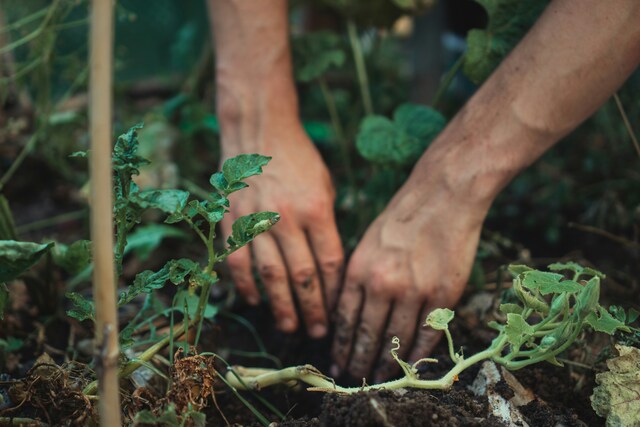 Community garden produce stolen | Brimbank & North West Community garden produce stolen