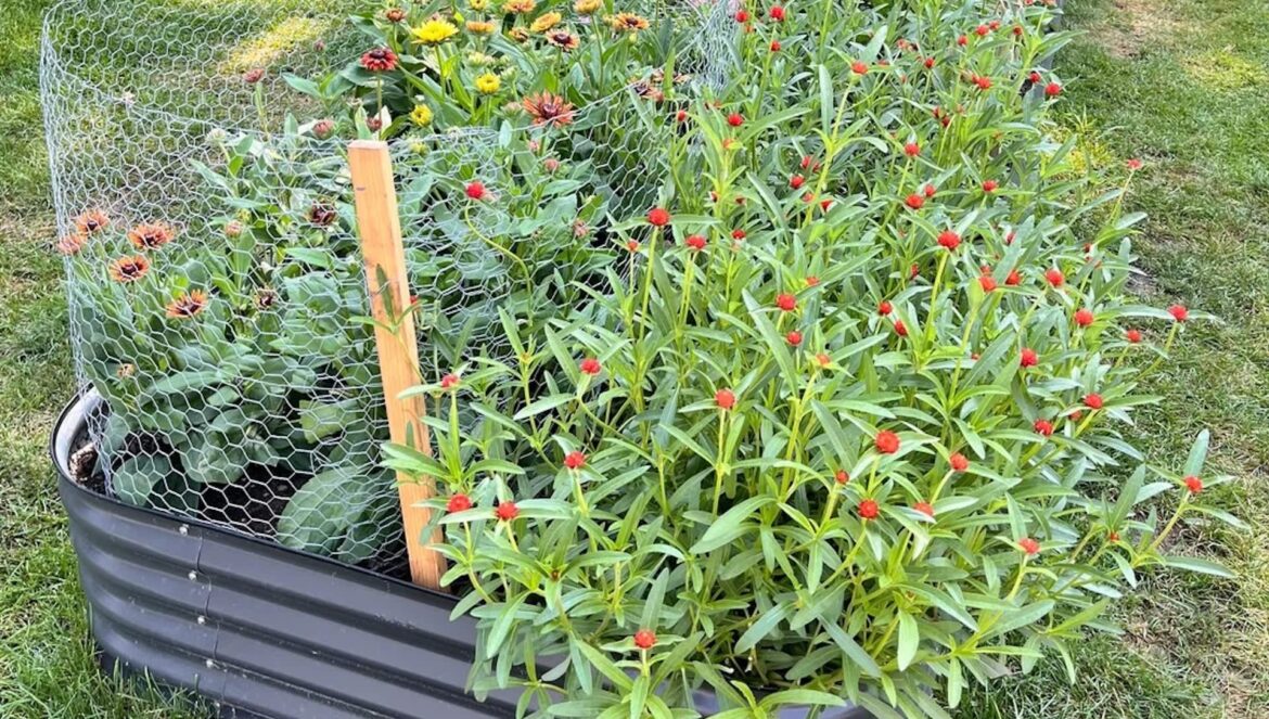 ‘It has kept me alive’ Gardening as an ongoing practice and the related community of people I have met through it has kept me alive through the last half decade.