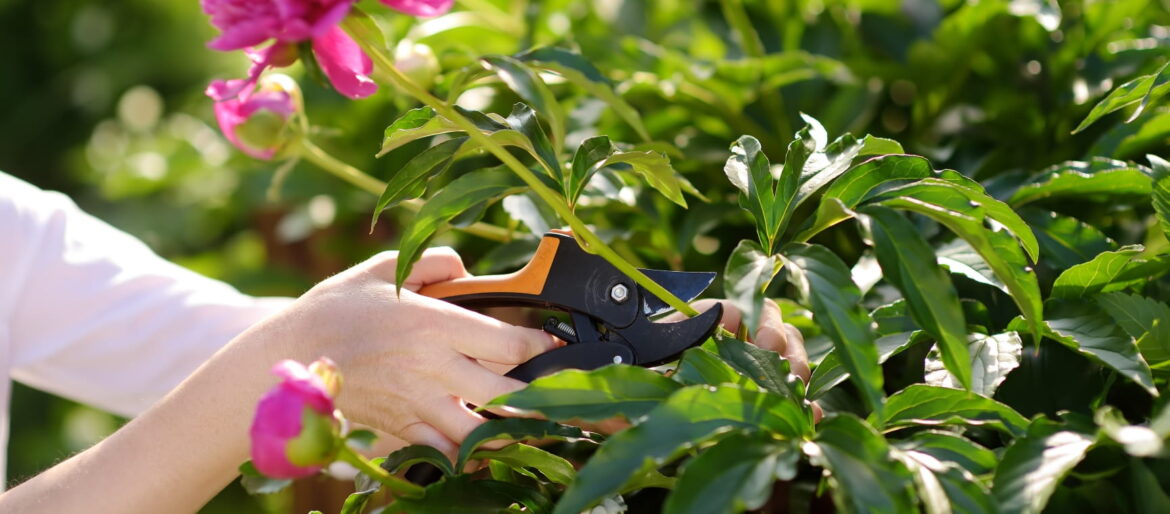 Pruning pink flowers with a pair of secateurs