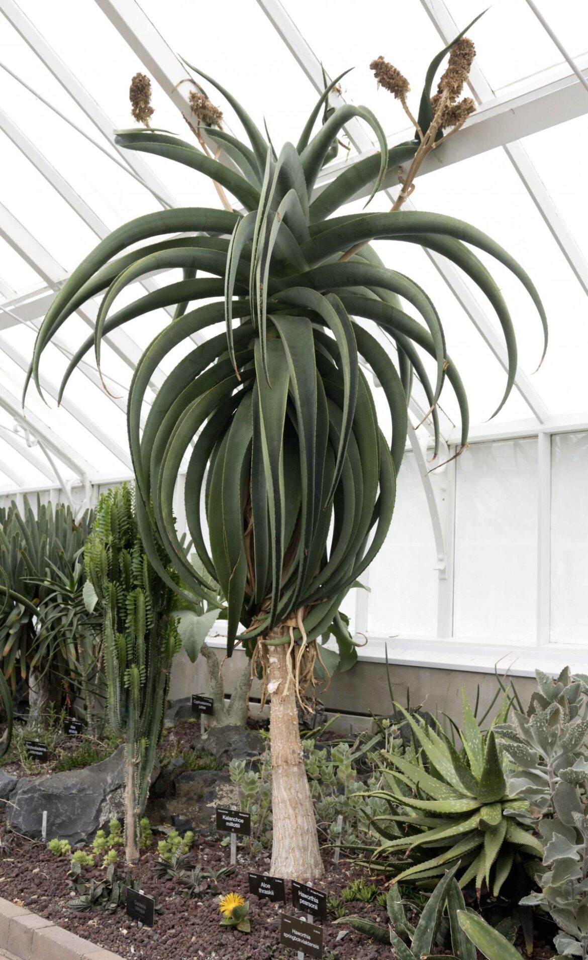 Big aloe finds a new home Big aloe finds a new home