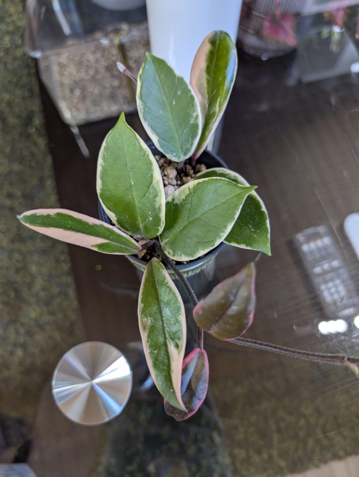 What is this hoya?