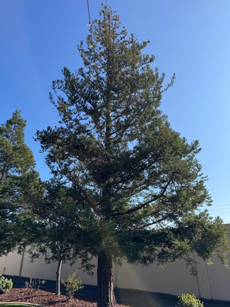 What’s wrong with my 25 year old redwood tree?
