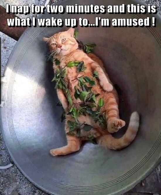 gcheezburger-image-9717778944.jfif