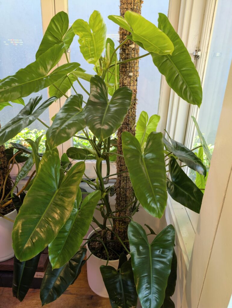 My 'semi detached' Burle-Marxi