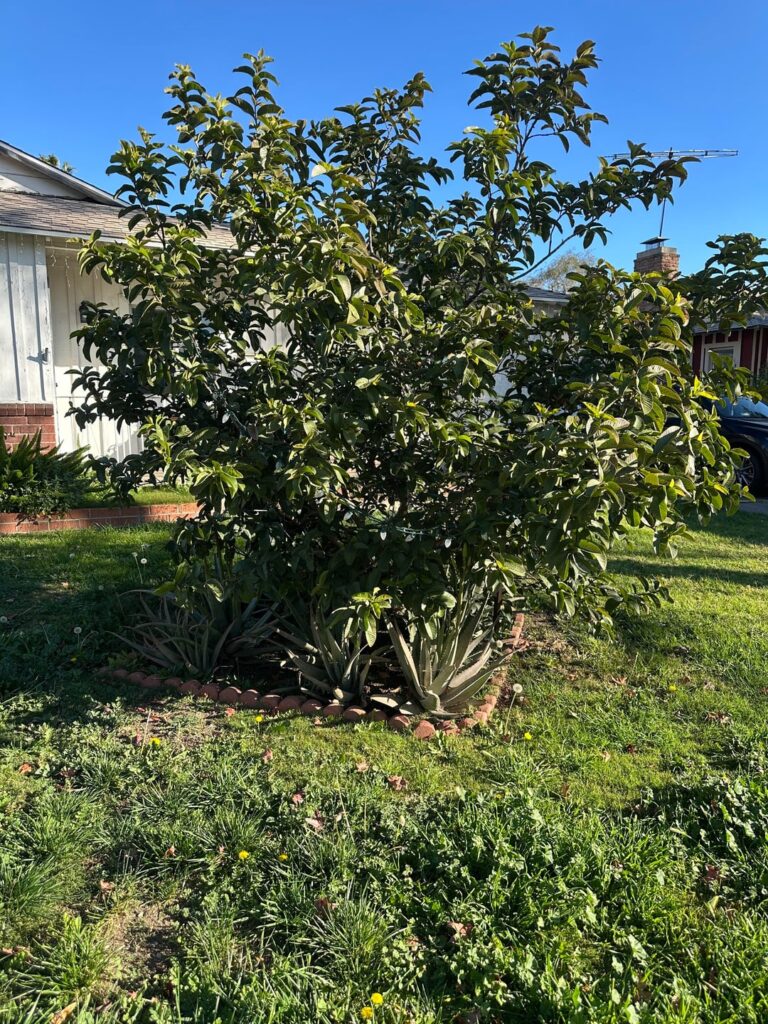 Guava tree relocation