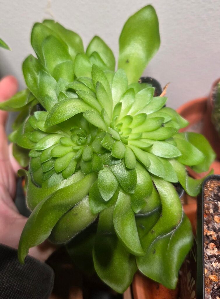First Pinguicula First Pinguicula