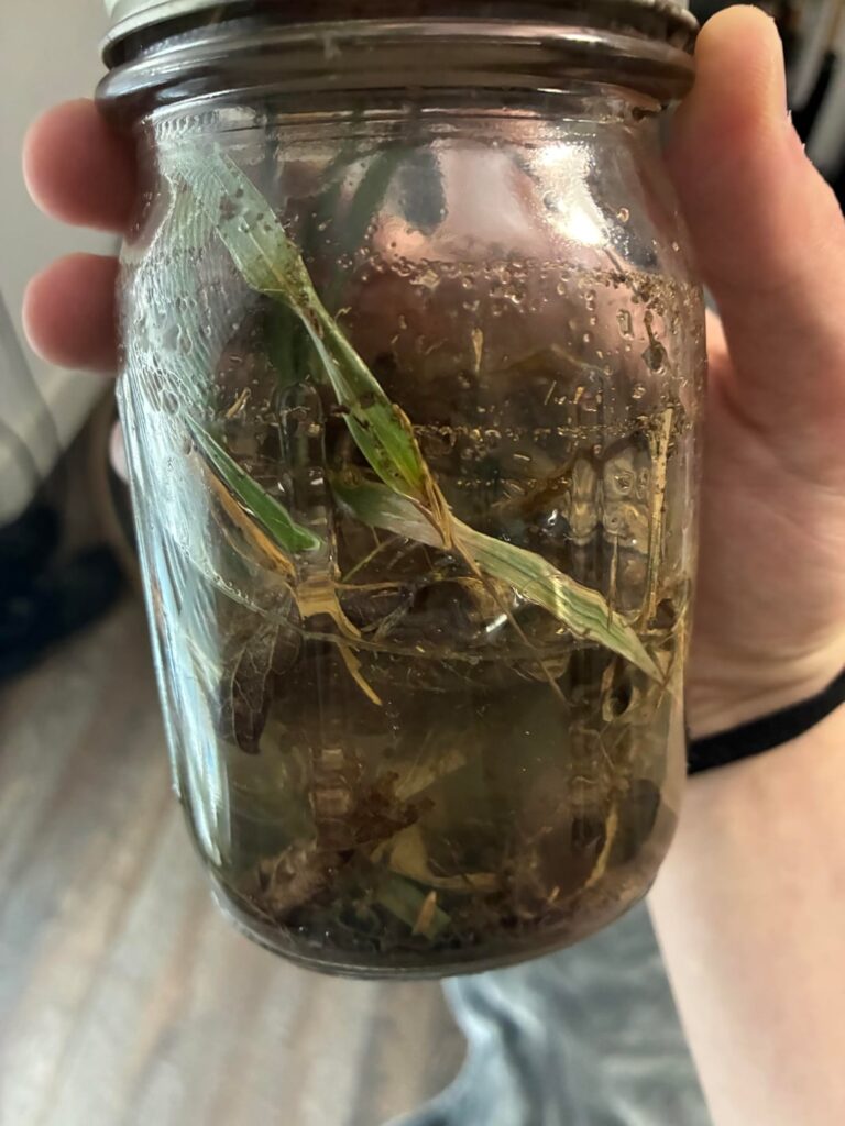 First Jarrarium!