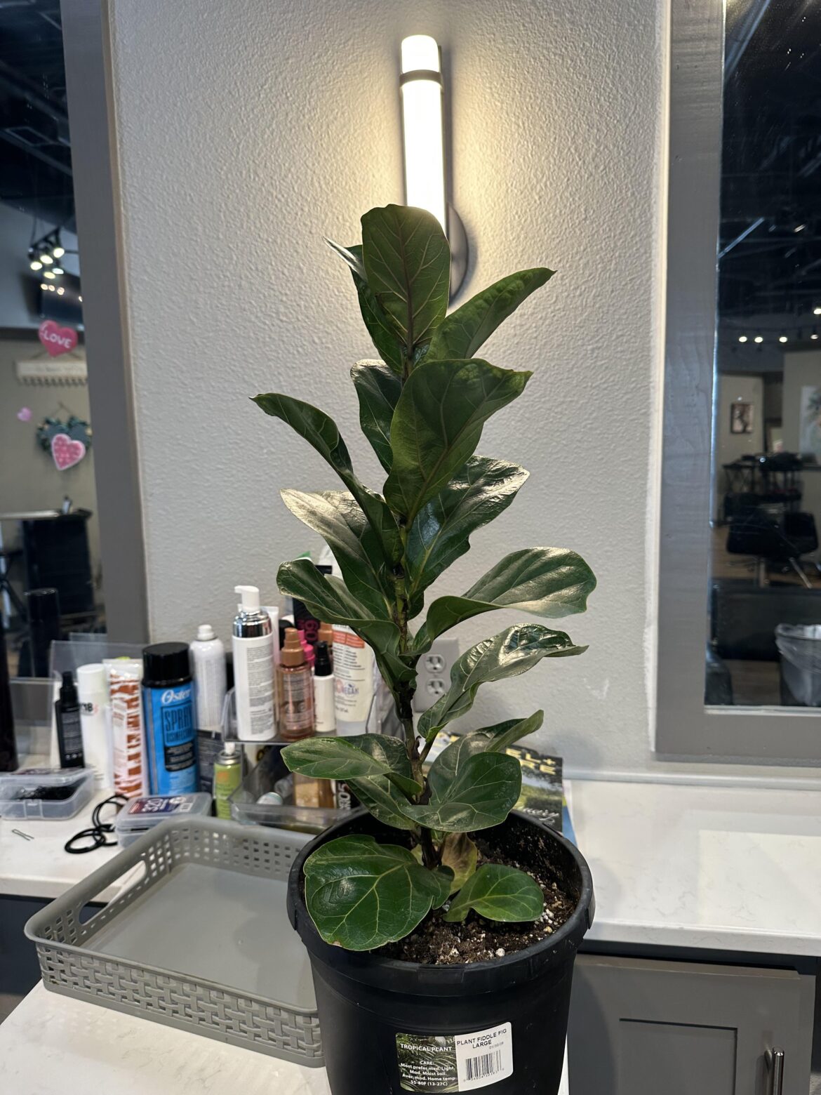 First time FLF parent