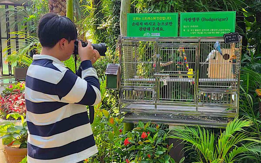 A man takes a photo of parrots in Geoje Botanical Garden.