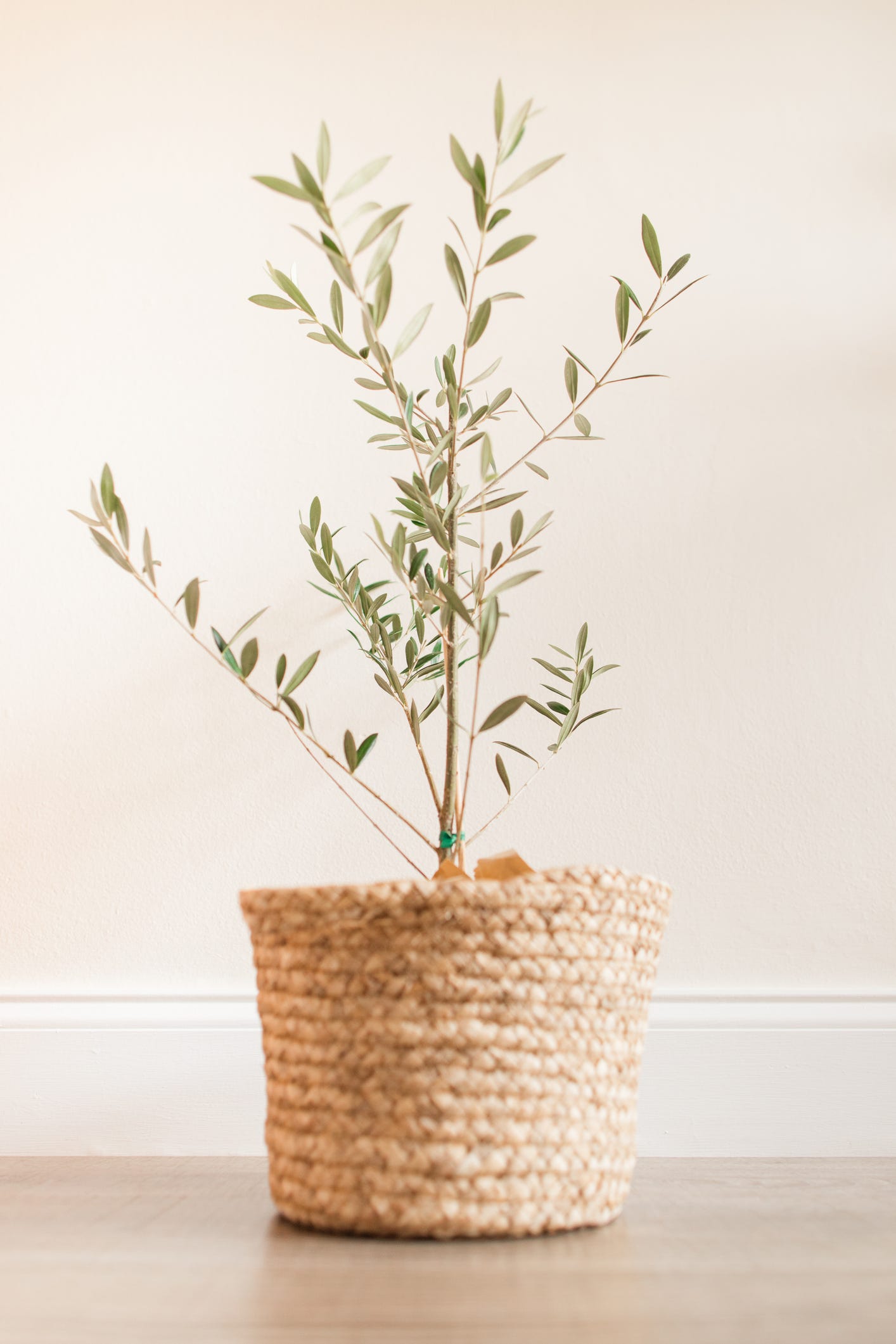 aesthetic plants for home