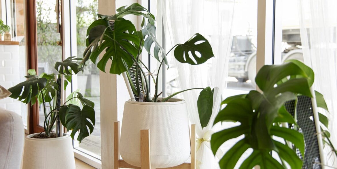 Designers Say These Plants Are a Quick Style Upgrade Designers Say These Plants Are a Quick Style Upgrade