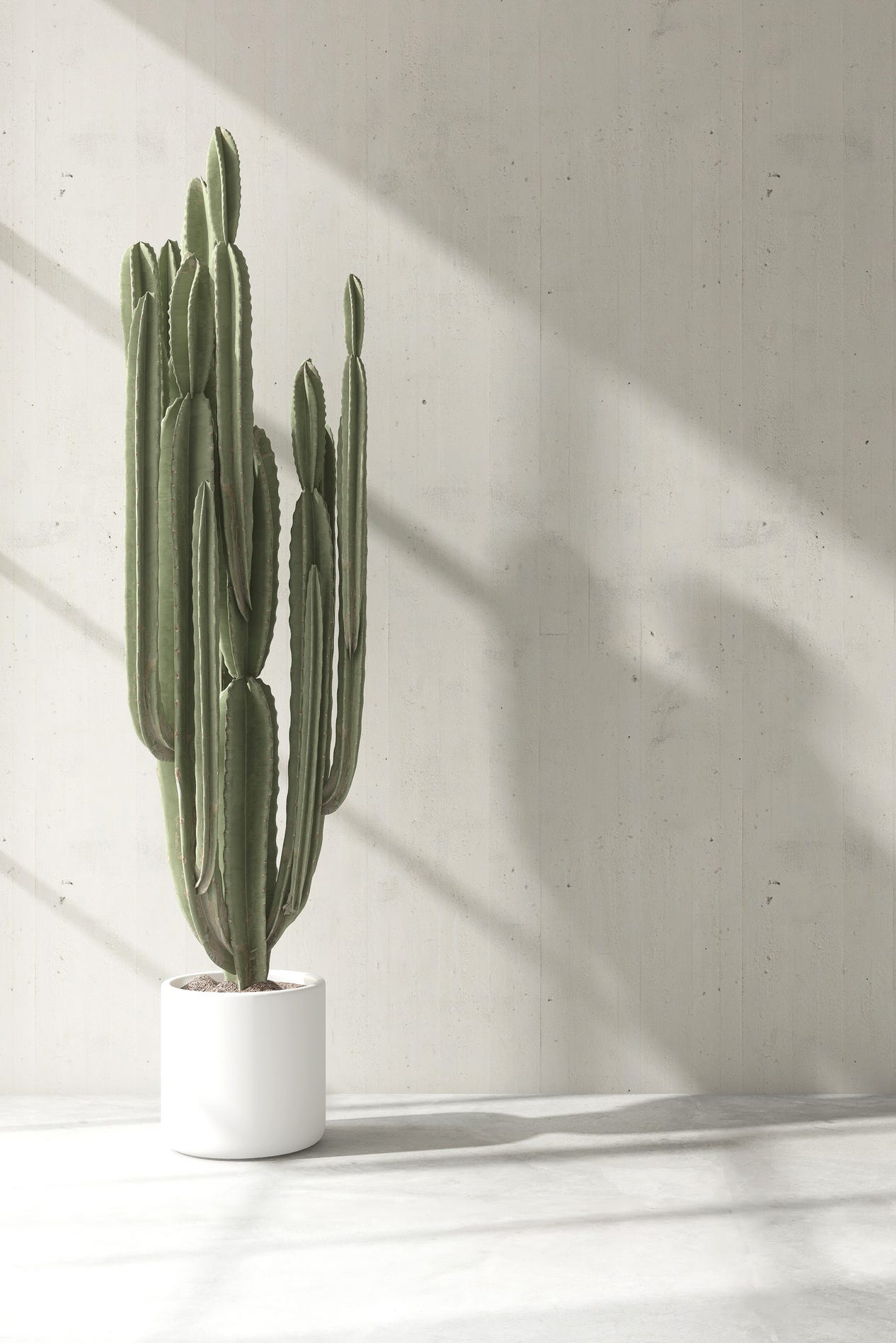 green large cactus in white pot in sunlight, shadow on blank white concrete wall and floor. luxury interior design decoration, fashion, beauty, product display background 3d