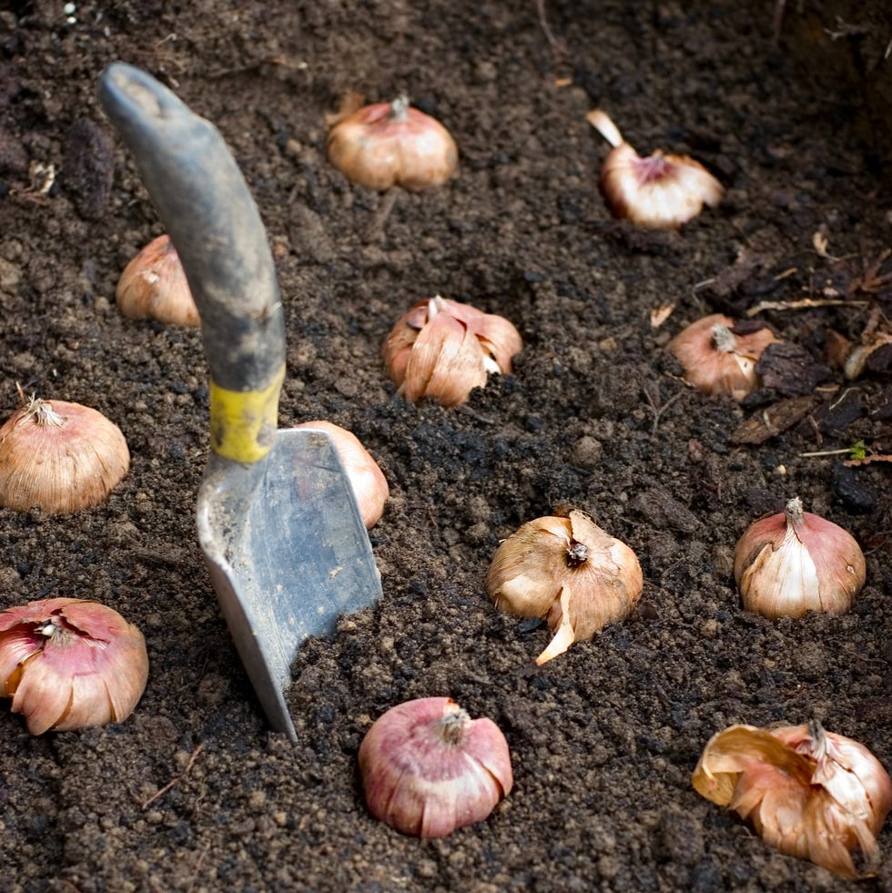 flower bulbs and a gardening shovel