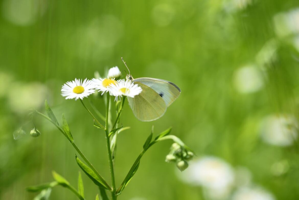 Your Garden | Otago Daily Times Online News Your Garden | Otago Daily Times Online News