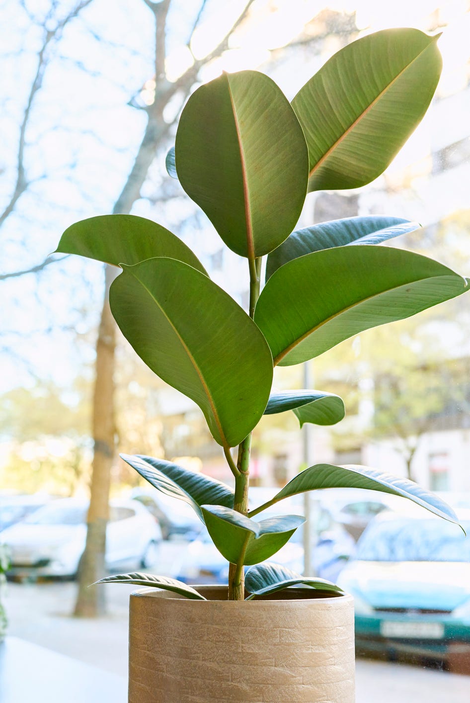 aesthetic plants for home