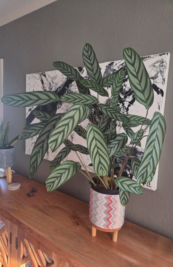 Trader Joe's find 3 years later