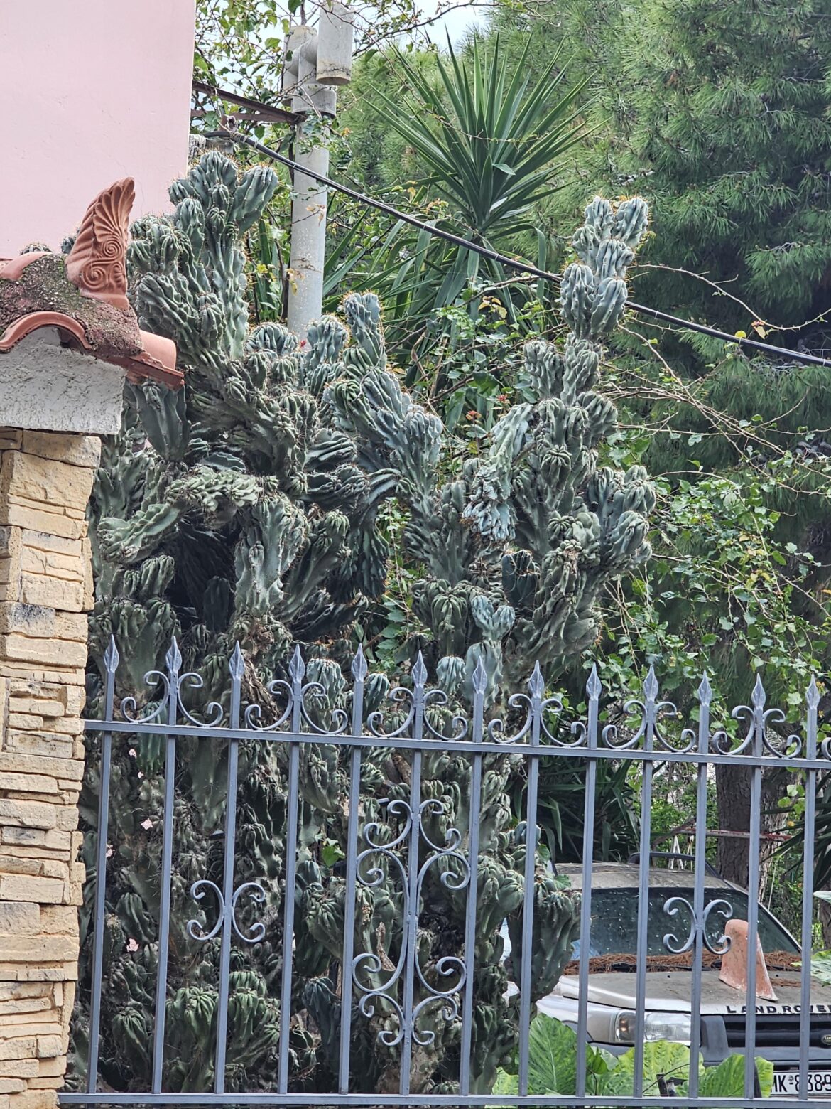 Saw this huge cactus outside a house in Greece. Any ideas about what kind of cactus it is?