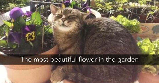 gflower.jpg gflower.jpg