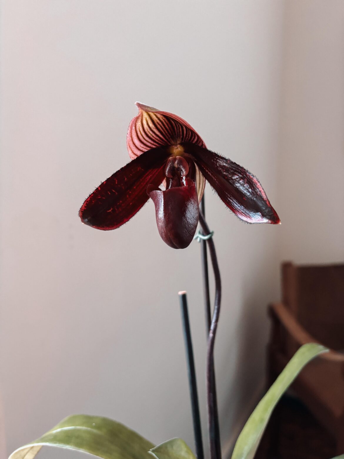 Paph