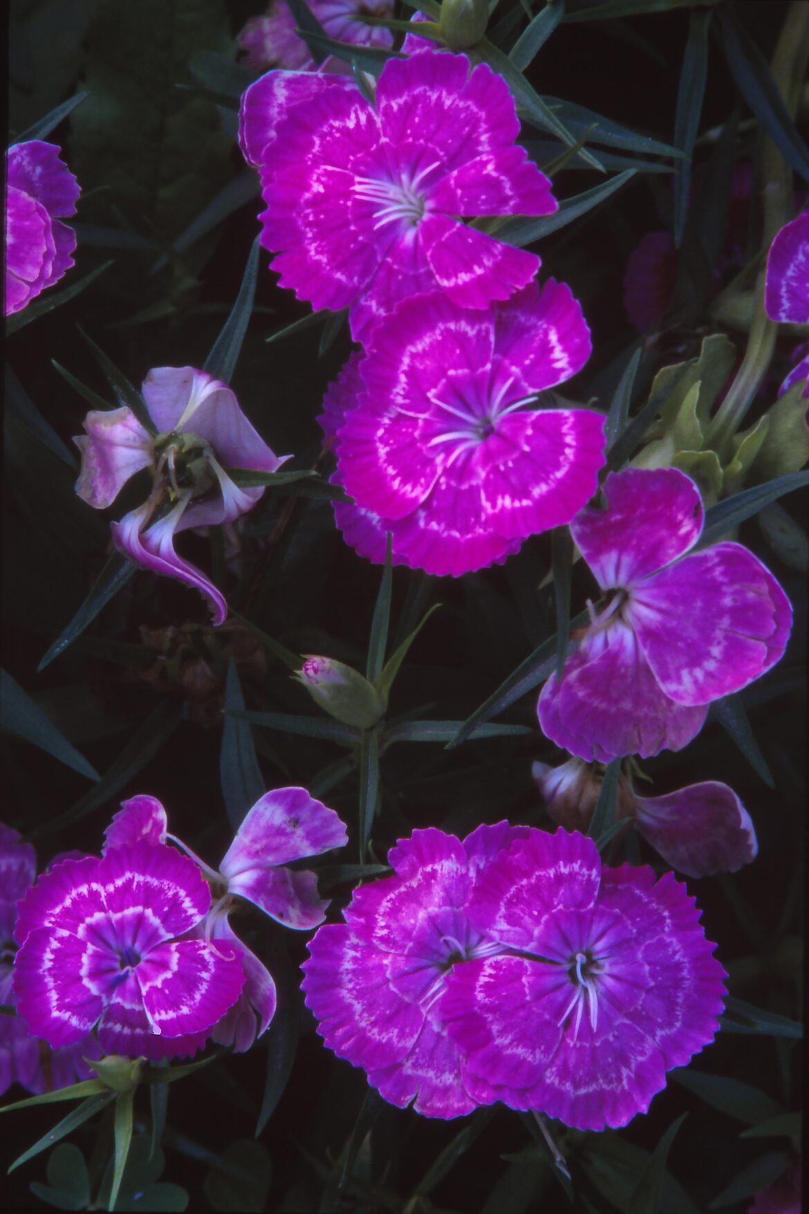 Can you identify this flower photo from my dad’s collection?