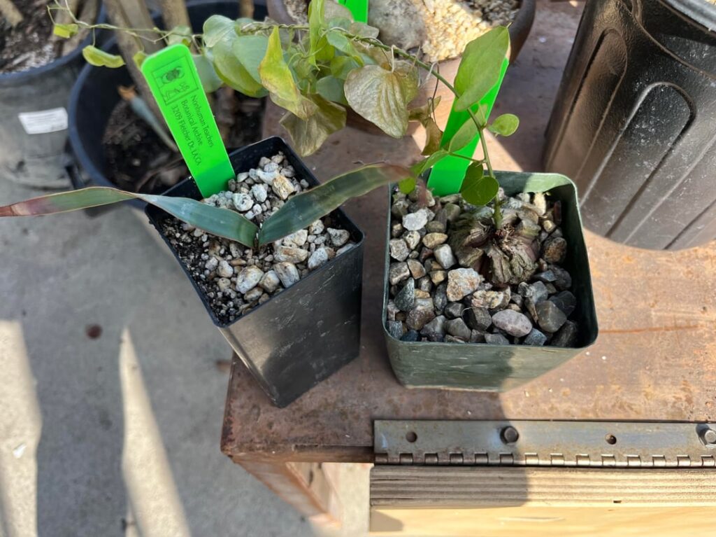 Welwitschia help, care tips?