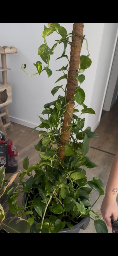 I think I messed up- will she bounce back?