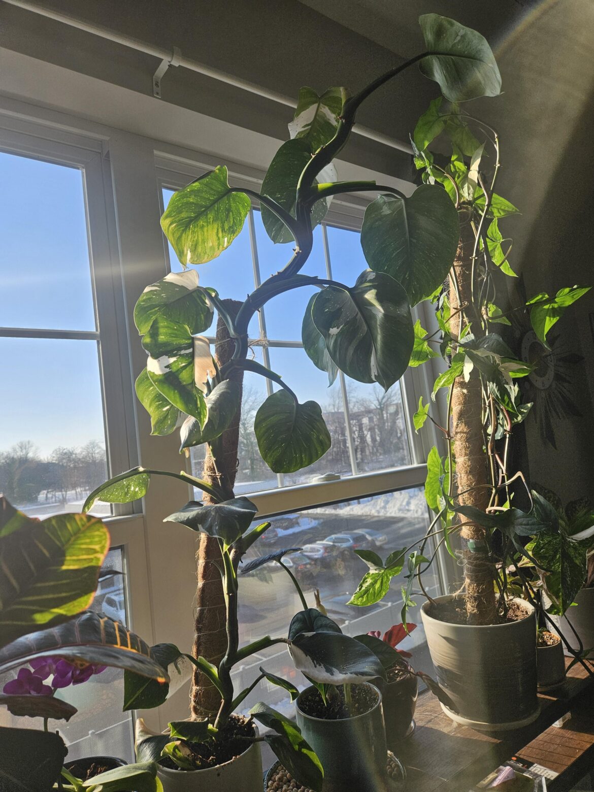 What should I do with this big boi?