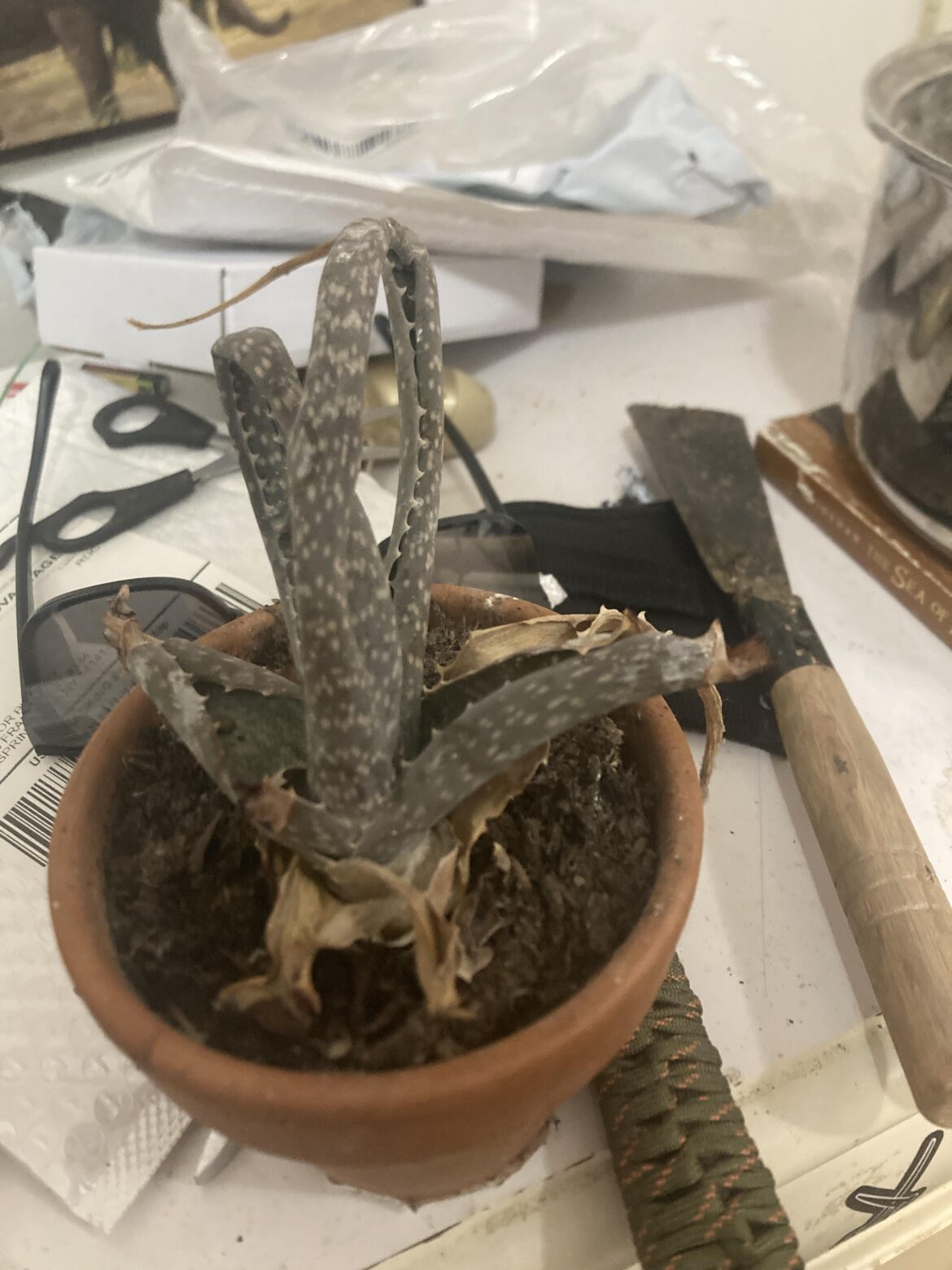 How do I put this nicely? My woman does not have a green thumb at least not yet and I found her stash of succulents that have been long forgotten about. my question to y’all would be can I save this or should It go into the compost?