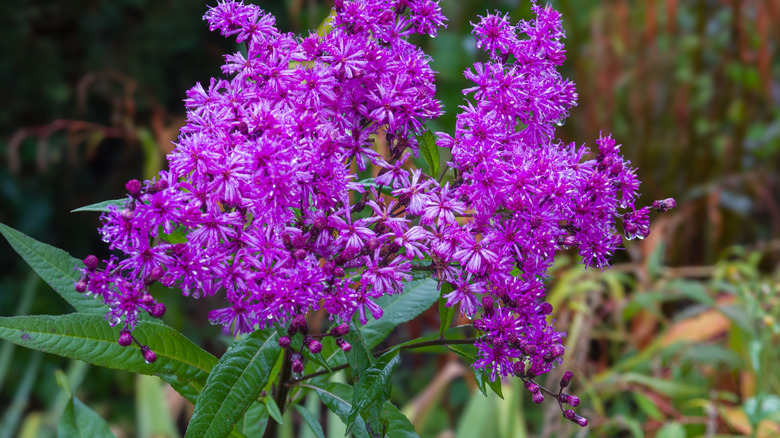 Purple blooms in an ironweed plant