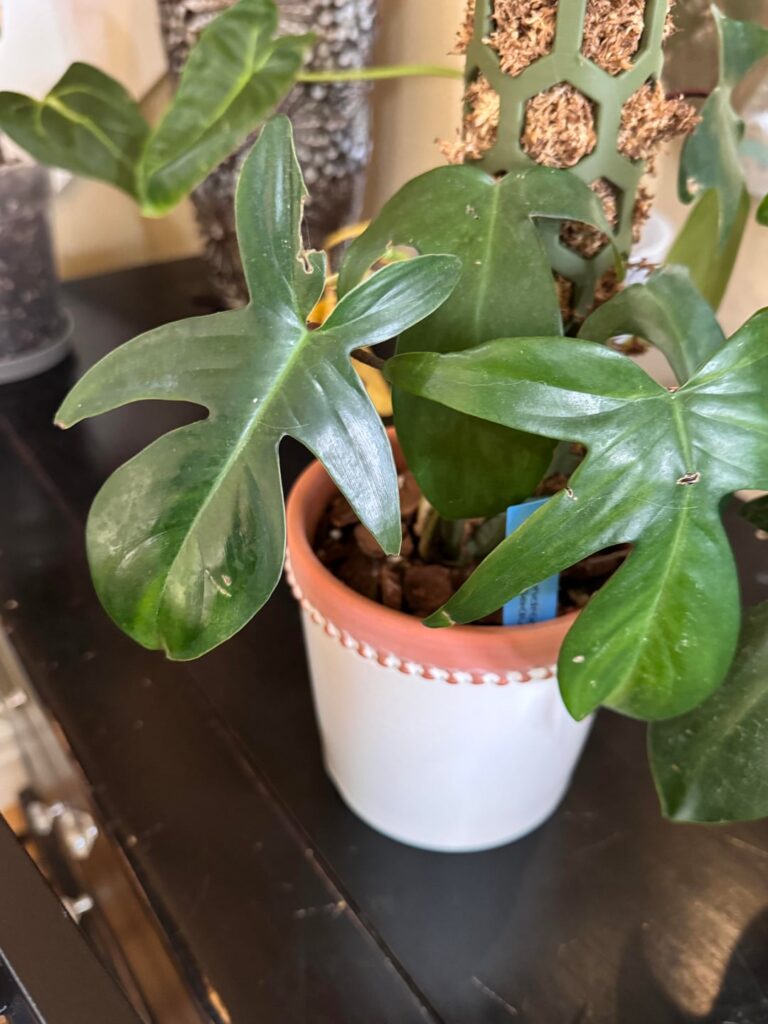 What are the species?