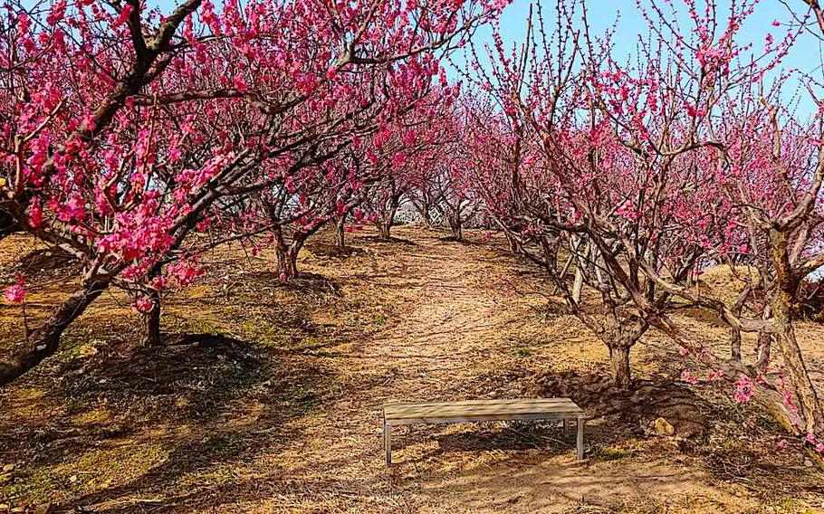 plum blossom trees at Gijang Maehwa Garden