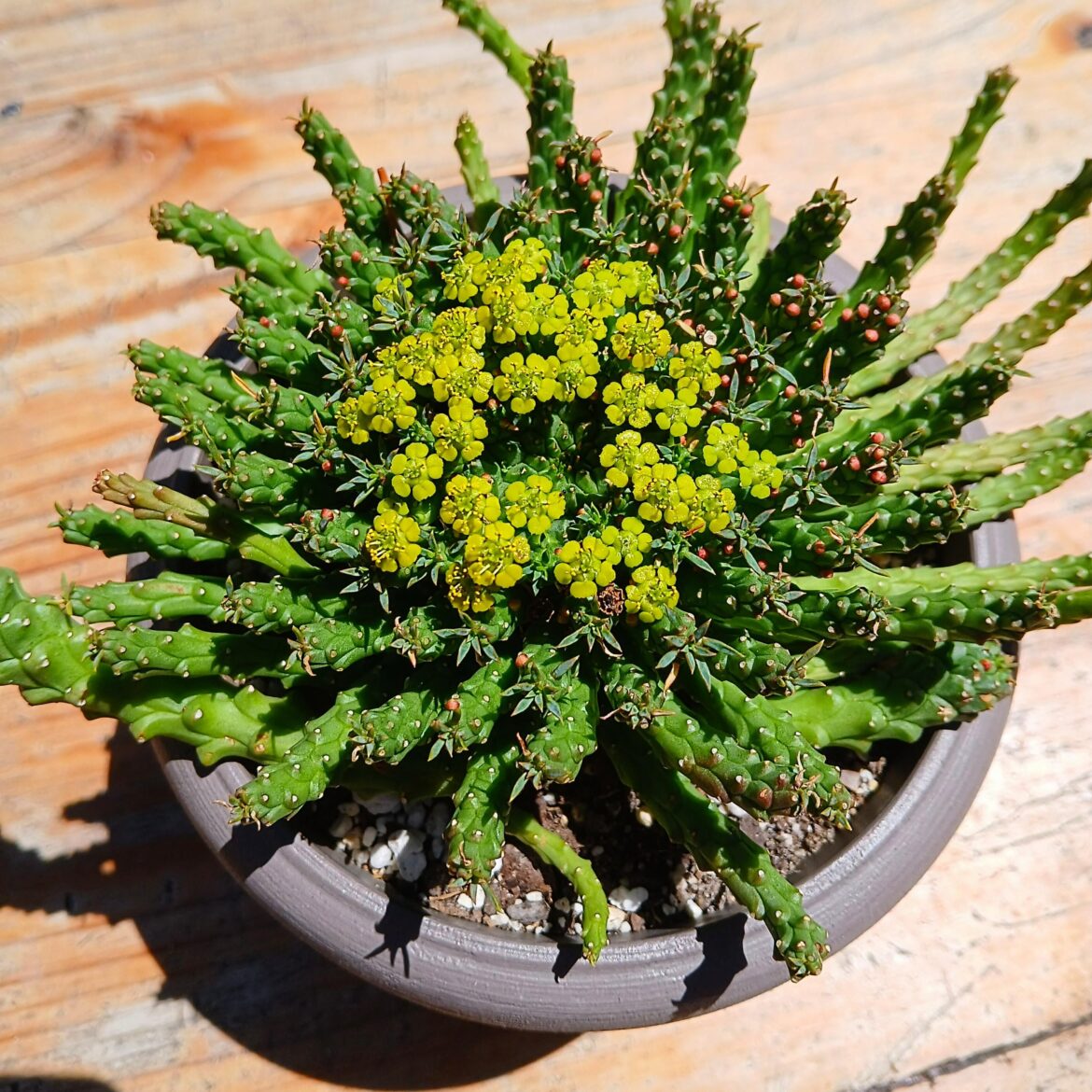 Flanagannii in bloom