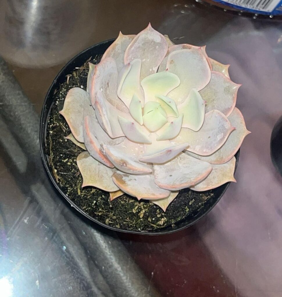 I need some help with my Angel Kissed Hybrid Echeveria. I need some help with my Angel Kissed Hybrid Echeveria.