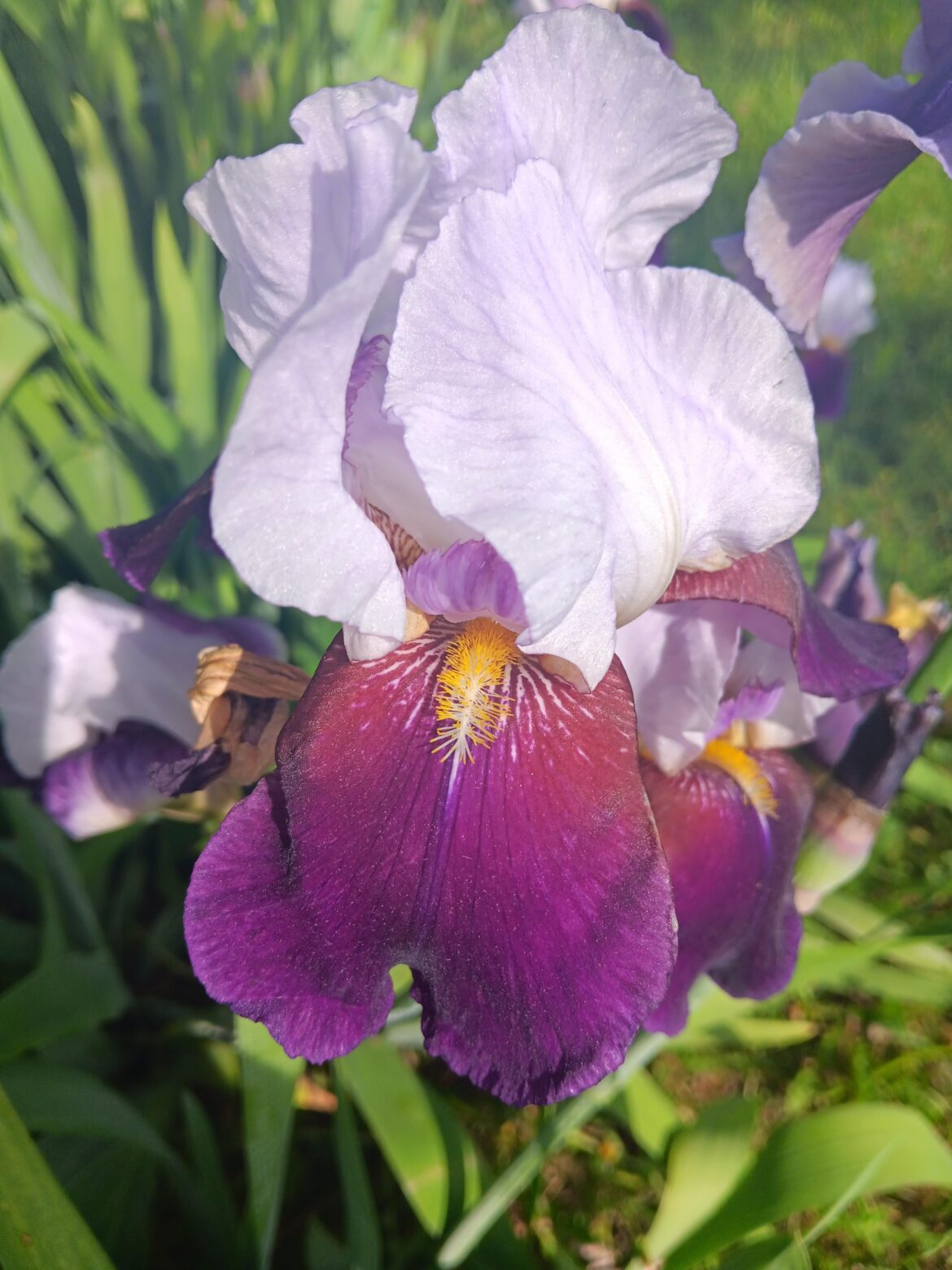 Iris from last spring