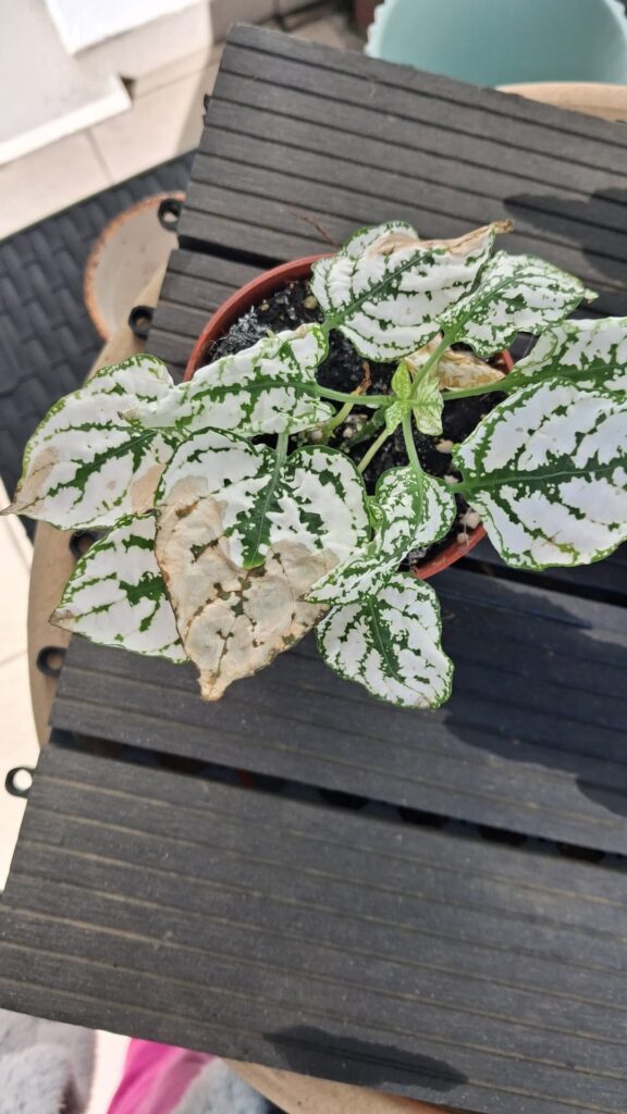 My hypoestes is drying up My hypoestes is drying up