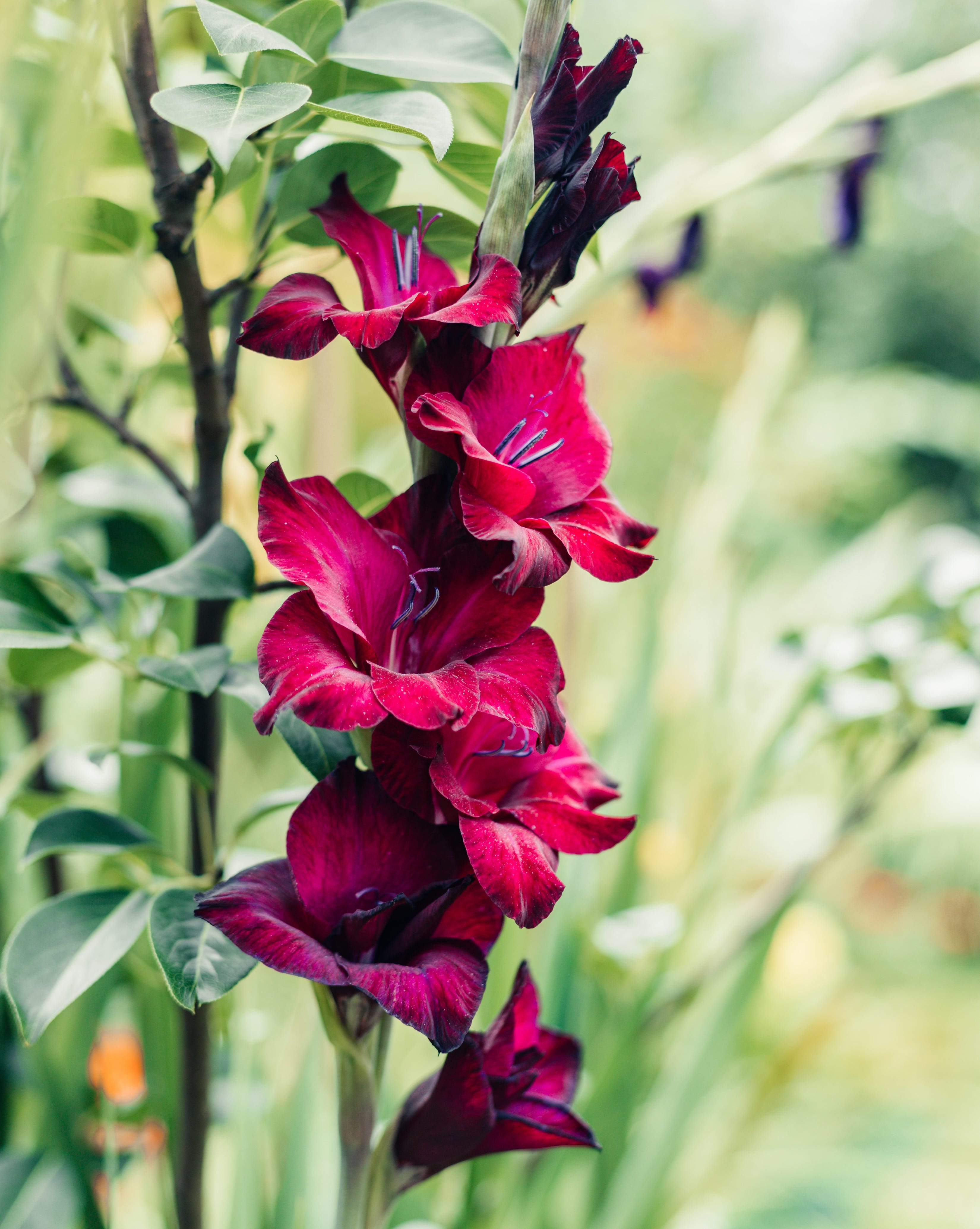 vertical photo of maroon blooming gladiolus in summer in the garden.