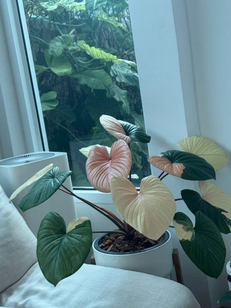 My queen is becoming more and more glorious.