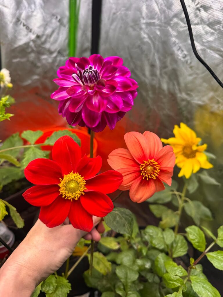 This morning’s grow tent harvest 💐✨💕