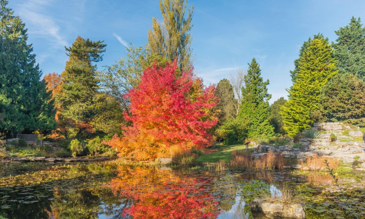 Plant extinction risk rises as garden databases remain divided