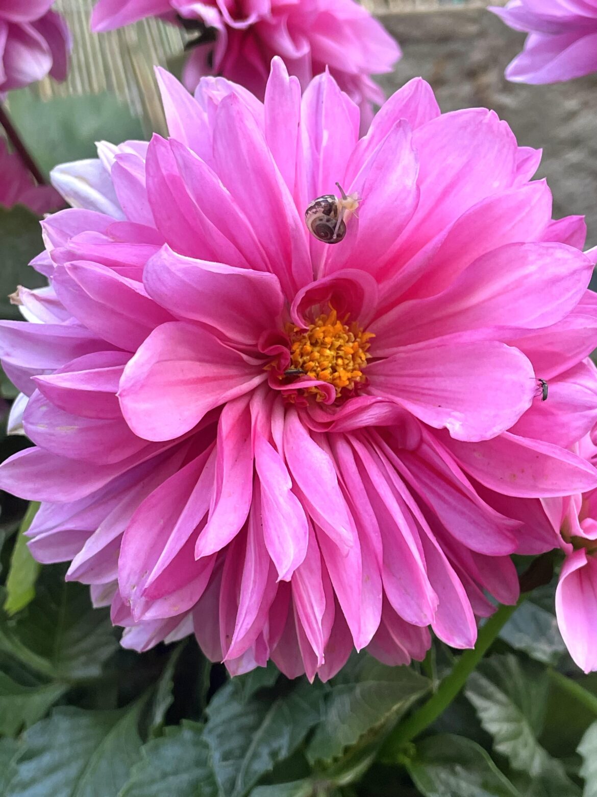 Dahlia with a little friend 🐌