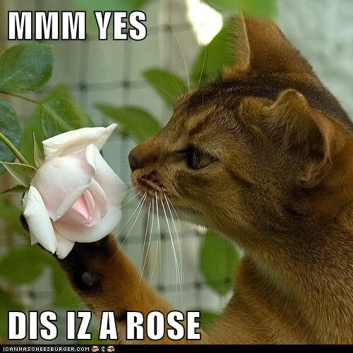 PWB Kitties Are Ready To Start Gardening PWB Kitties Are Ready To Start Gardening