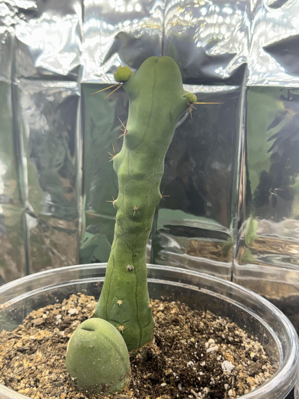 Reminds me of someone...🦥😂