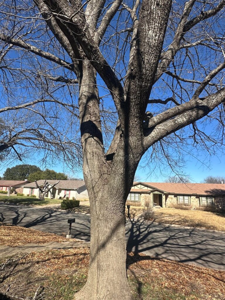 Oak Tree overall health and possible outcomes