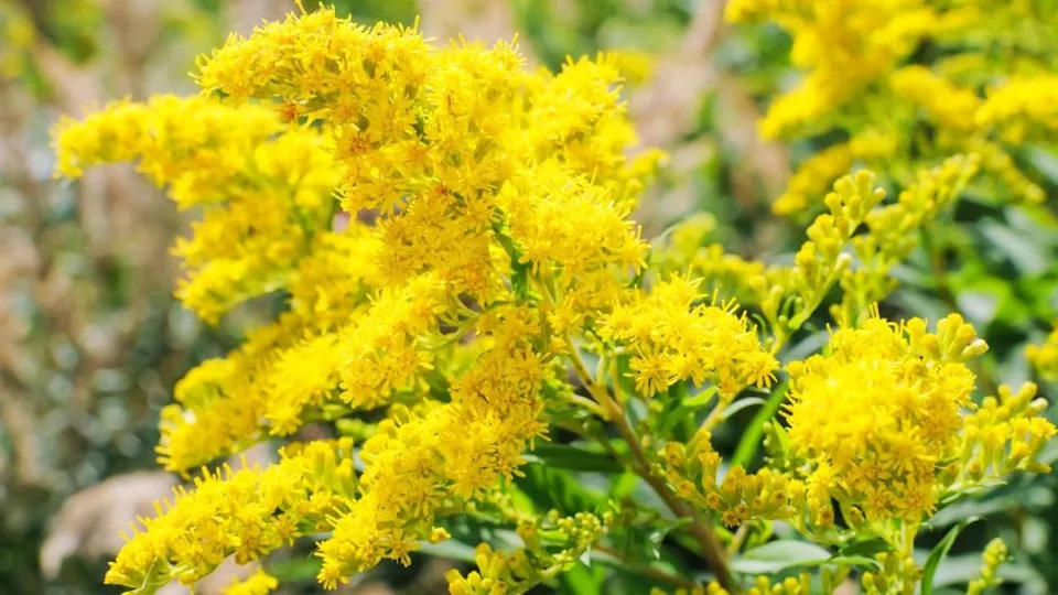 goldenrod