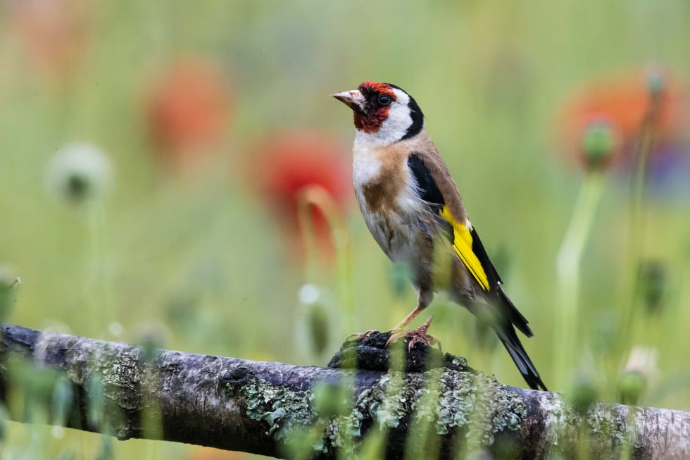 an adult european goldfinch perching on a tree trunk in the middle of a flower field an adult european goldfinch perching on a tree trunk in the middle of a flower field