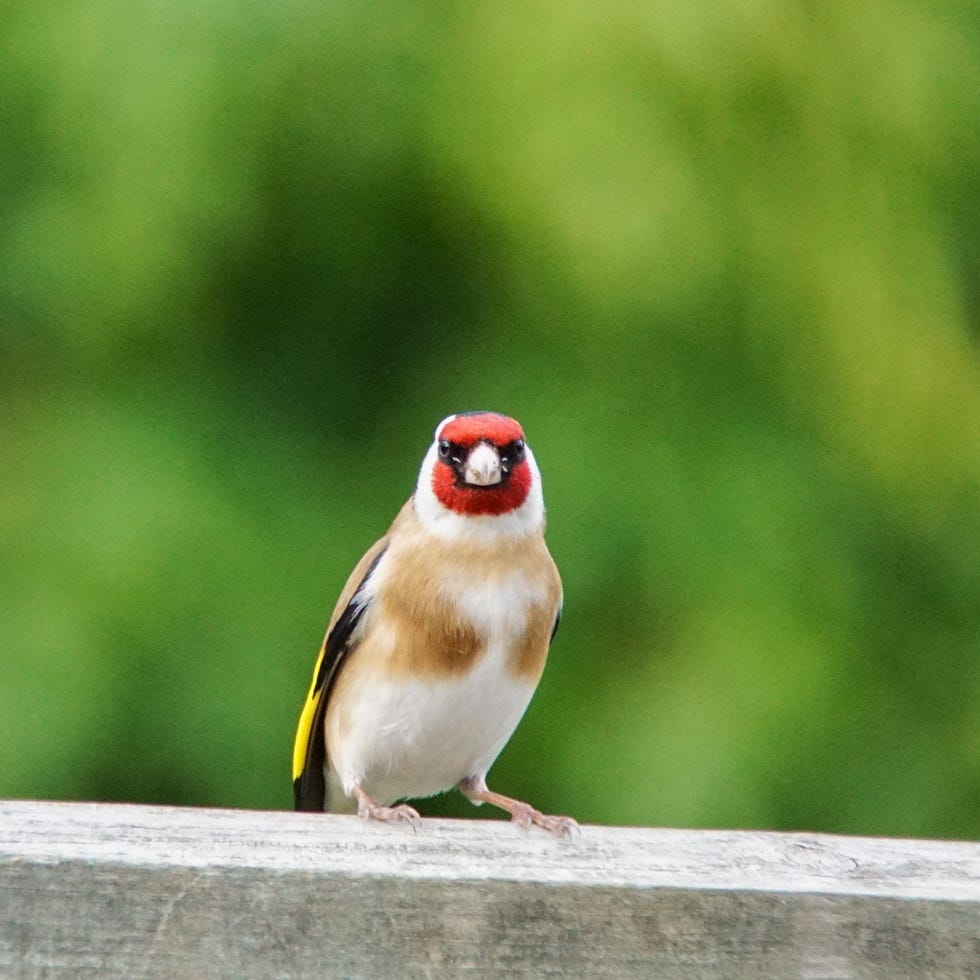 Goldfinch Bird goldfinch bird