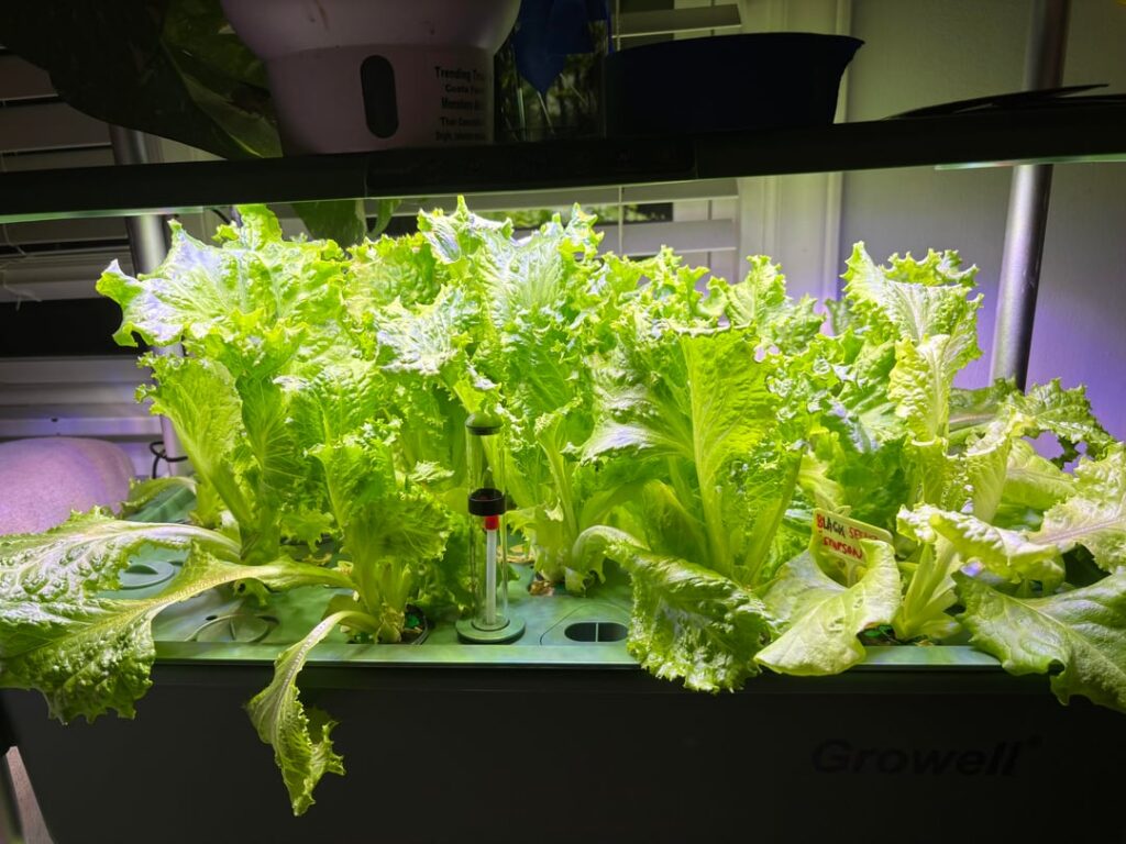 Bought the Growell 2 tier system in January. Love it so far.