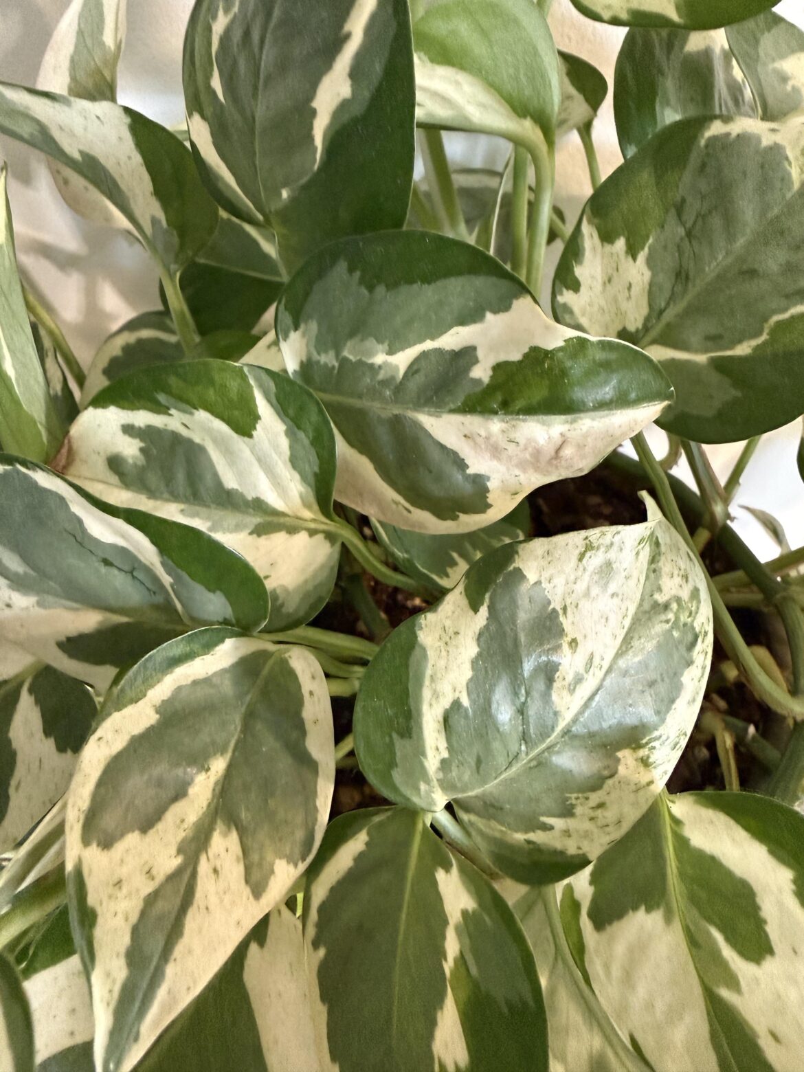 Manjula, pearls& jade, or njoy?